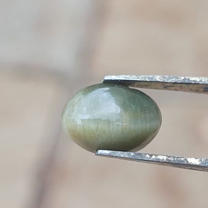 Cat's Eye (Lehsunia)